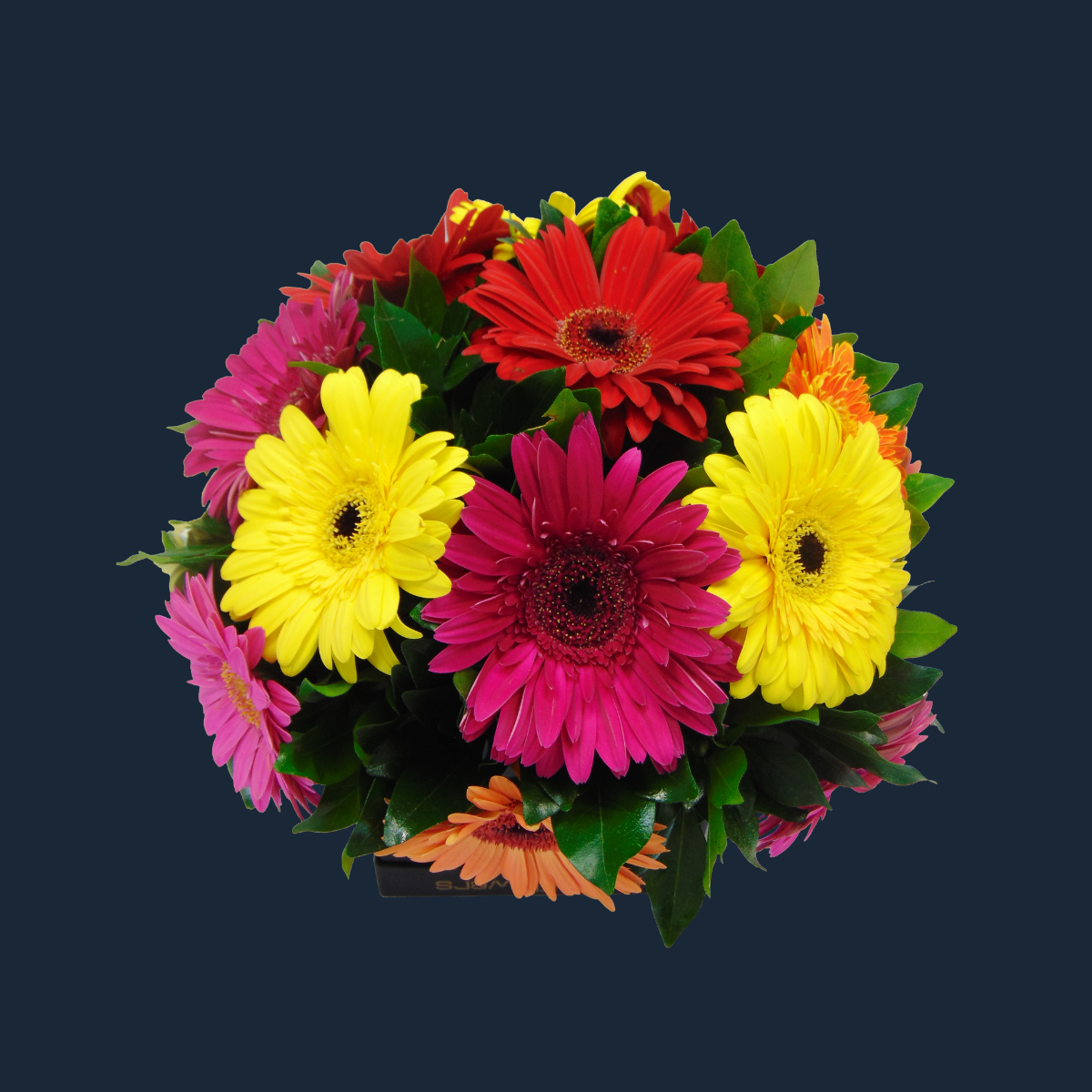 Estuche con 24 Gerberas Multicolor: Alegría y Color en Cada Flor 🌼✨